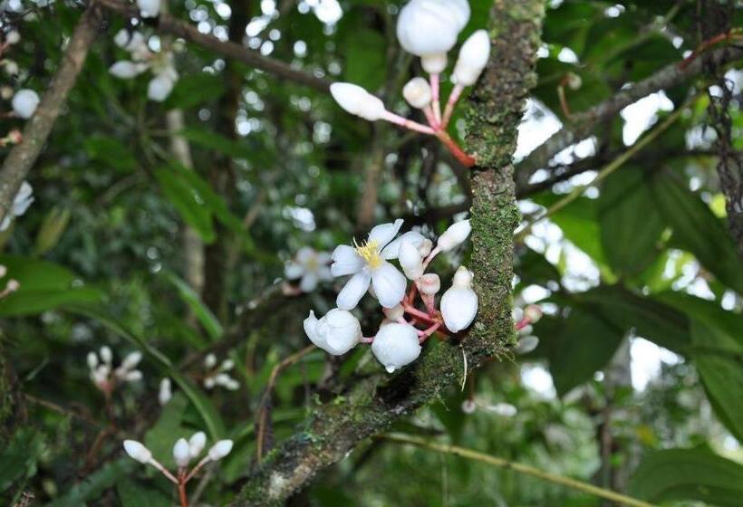 Netasha Holiday Inn And Apartment