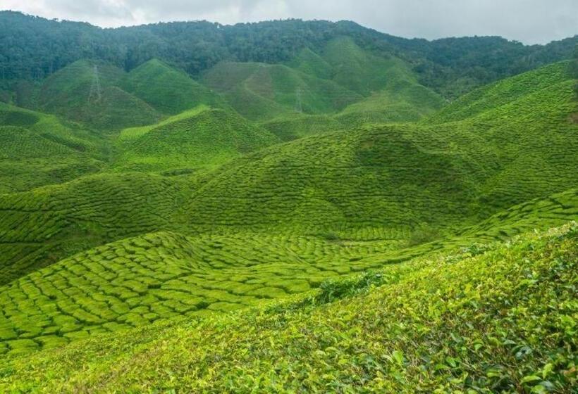 Netasha Holiday Inn And Apartment