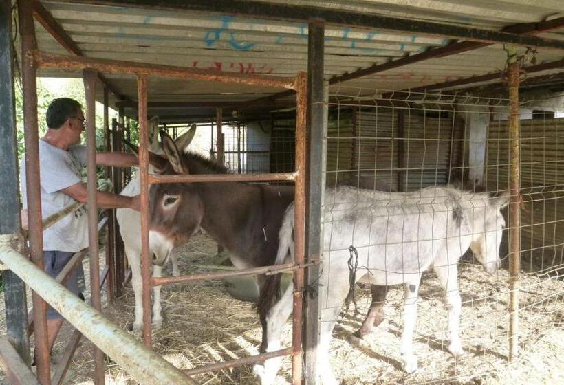 Bed and Breakfast Finca Los Burros