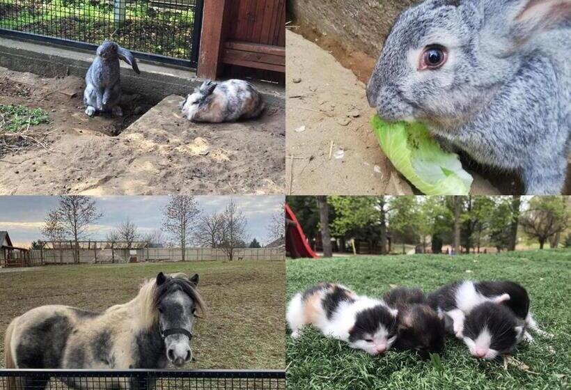 פנסיון Family Farm Vendégház