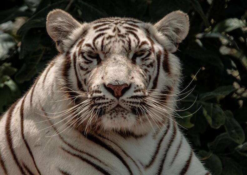 פנסיון Lion S View Accommodation