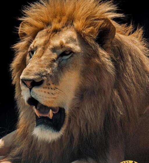 פנסיון Lion S View Accommodation