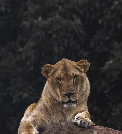 פנסיון Lion S View Accommodation