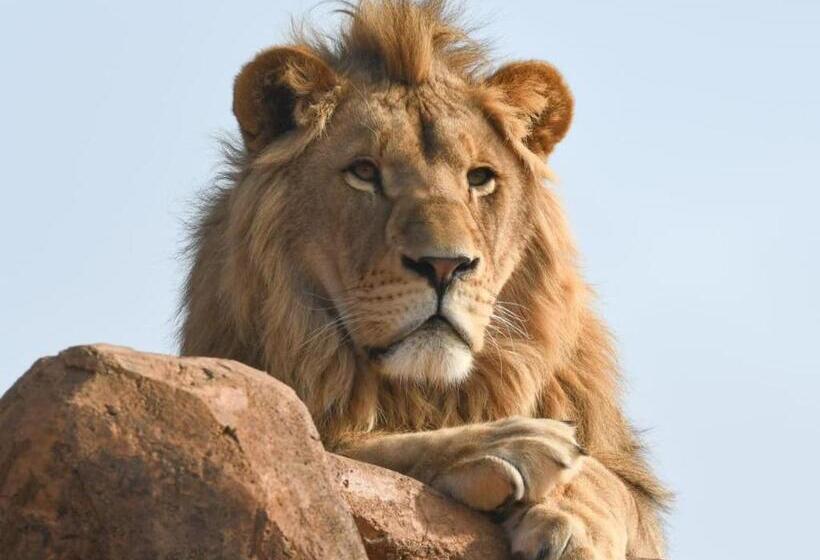 פנסיון Lion S View Accommodation