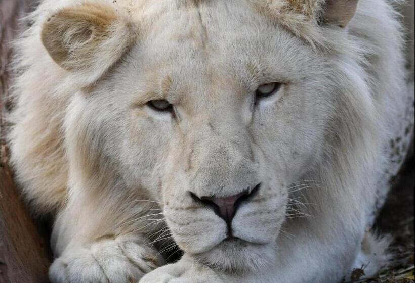 פנסיון Lion S View Accommodation