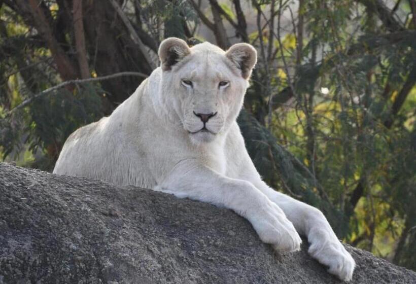 פנסיון Lion S View Accommodation