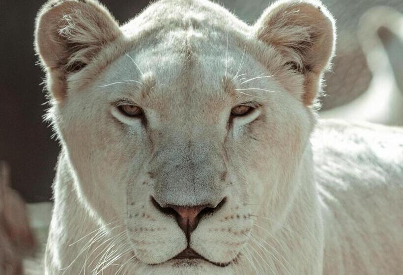 פנסיון Lion S View Accommodation