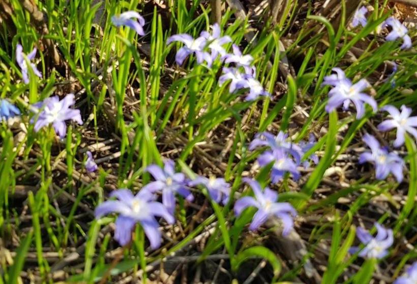 פנסיון Sörgården