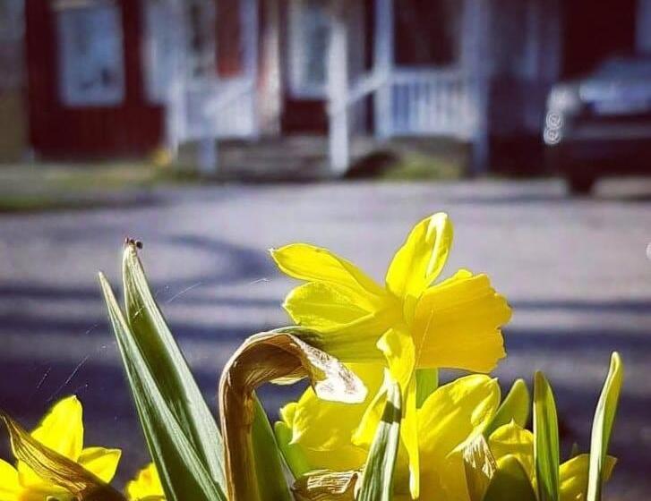 פנסיון Sörgården