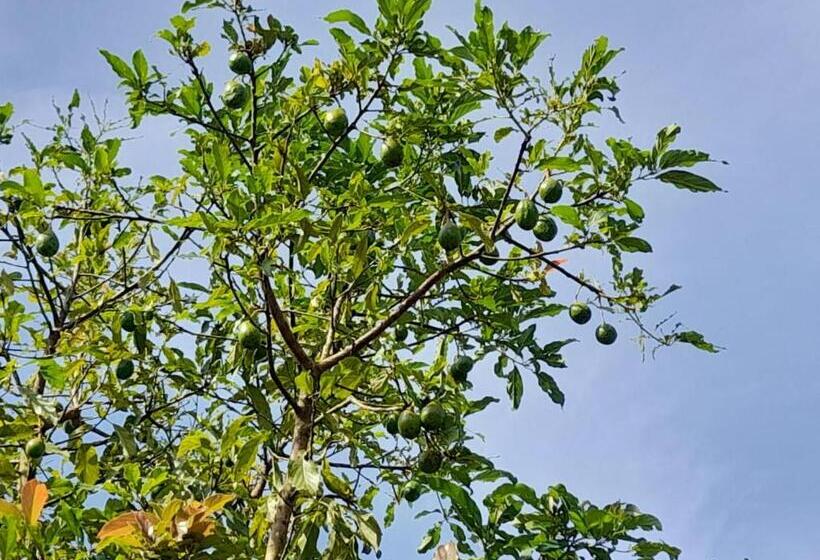 ベッドアンドブレックファースト Finca Del Cielo