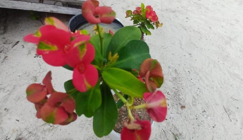 Пансион Hilda Guest House