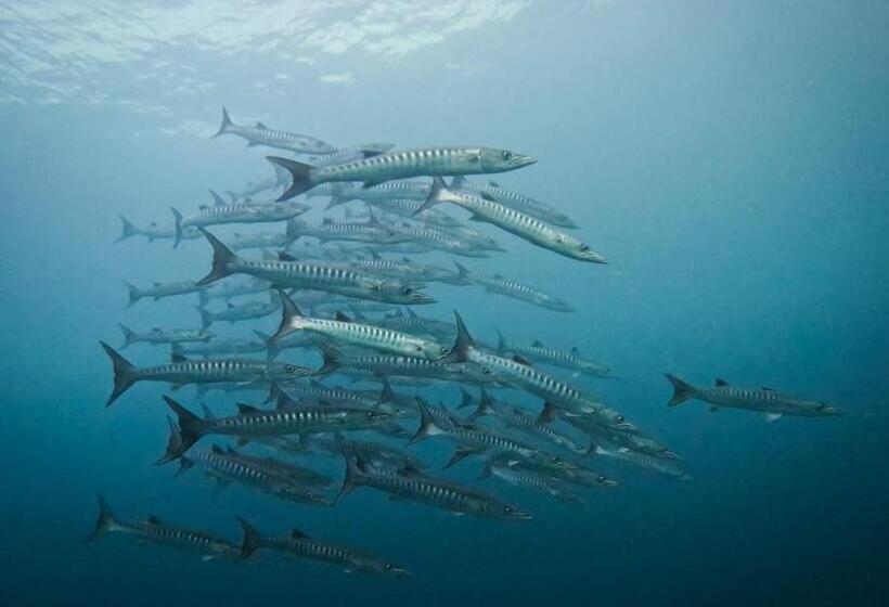 Пансион Yef Kabu Guest House