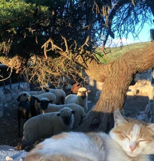 تختخواب و صبحانه Establecimiento La Soleada Suites De Campo