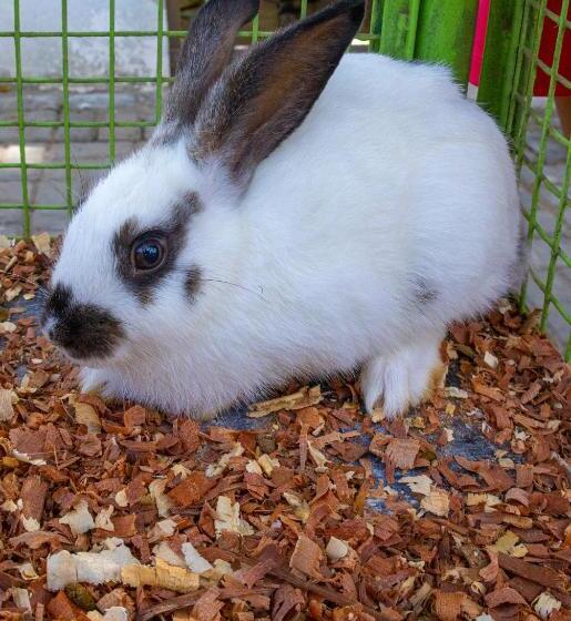 酒店 Fazenda Sol Nascente