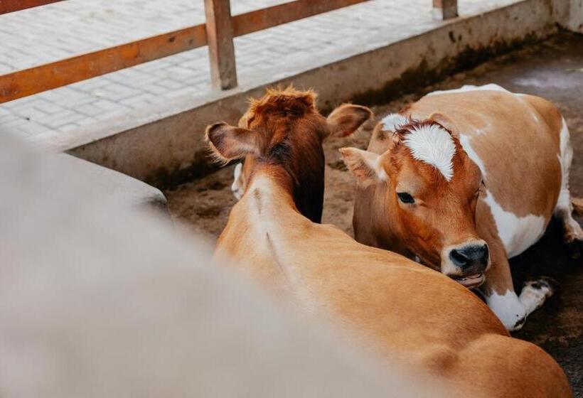 酒店 Fazenda Sol Nascente