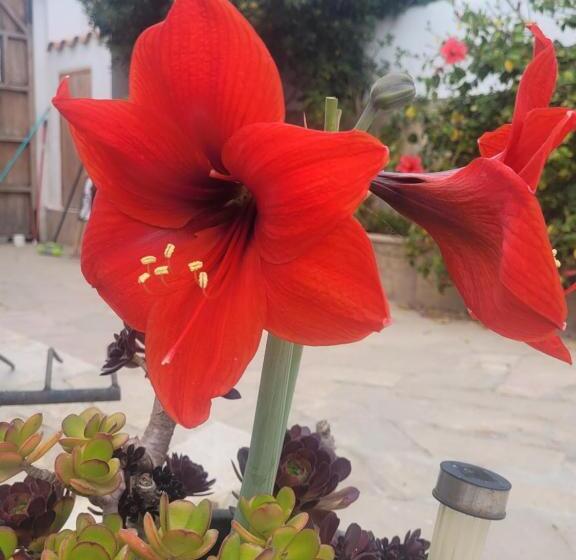 בית מלון כפרי Llar De Laura