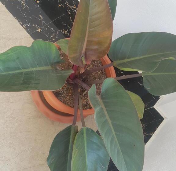 בית מלון כפרי Narixay