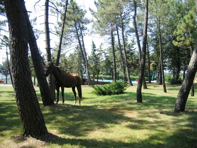 호텔 Yellowstone In Chianti Resort E Pool