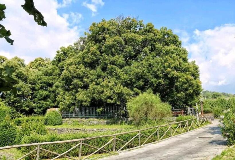 膳宿费 Casa Vacanze Etna Sunset