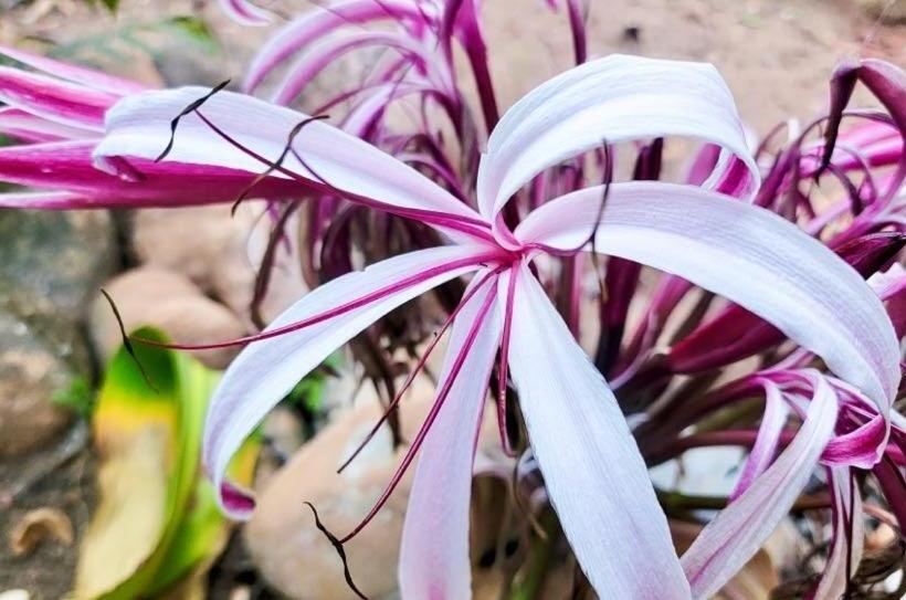 펜션 Miko Loko Hospedaria