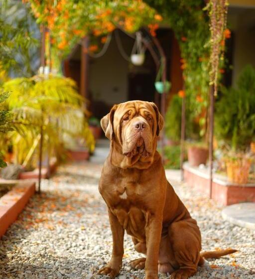 Hotel Sauraha Village