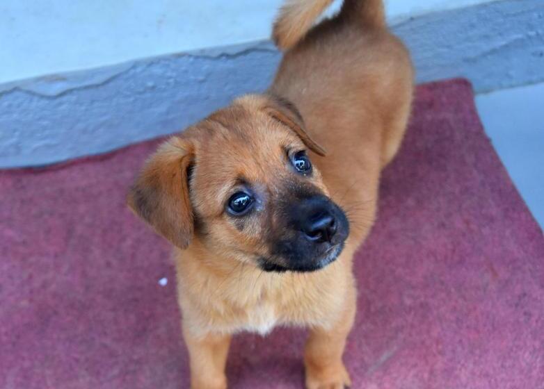 펜션 Villa Weligama Gedara