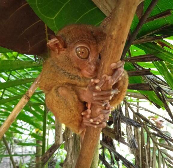 Bed and Breakfast Affordable Bedspacer Good For 8 With Breakfast