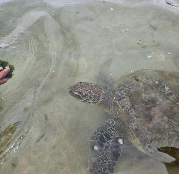 호텔 Balance Beach Resort