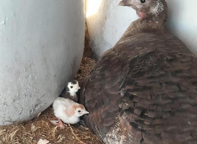 酒店 Complejo Campo Alegre