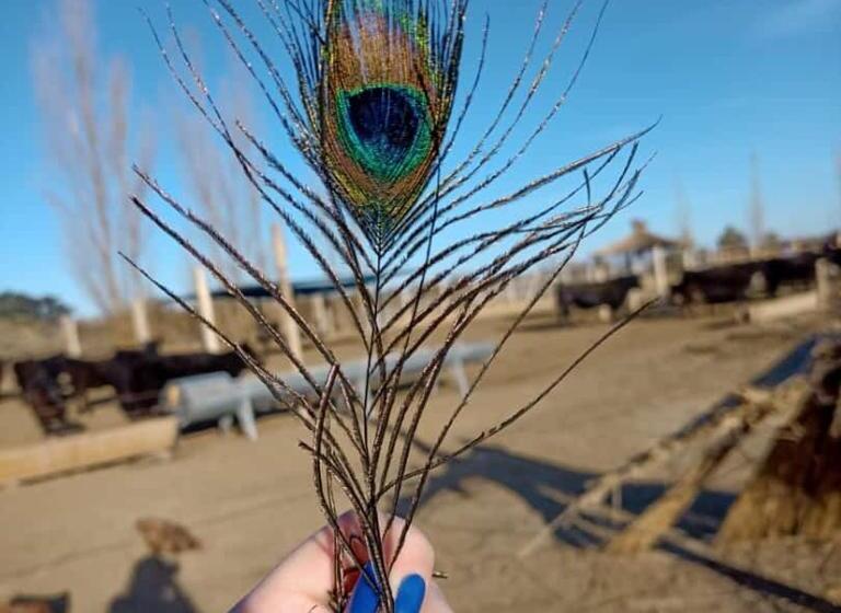 酒店 Complejo Campo Alegre