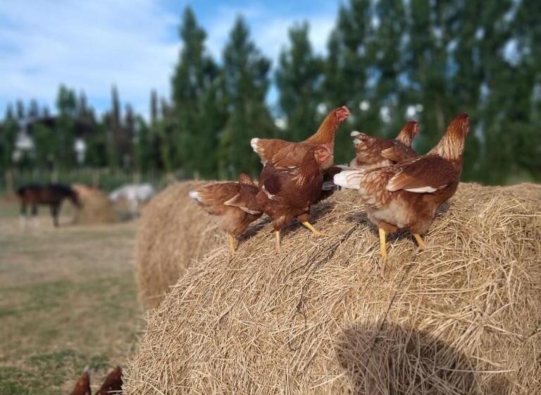 酒店 Complejo Campo Alegre