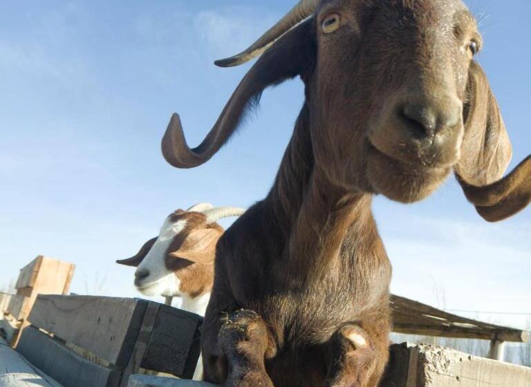 酒店 Complejo Campo Alegre