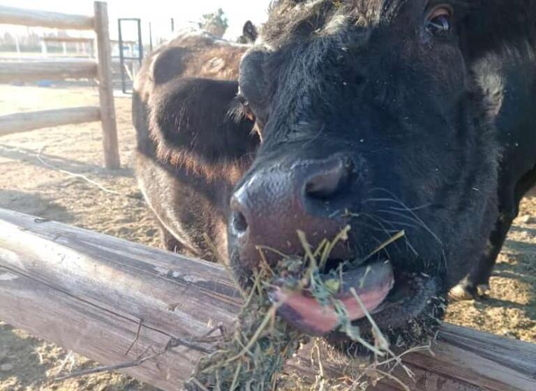 酒店 Complejo Campo Alegre