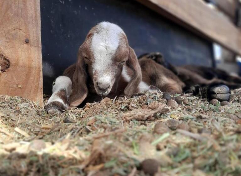 酒店 Complejo Campo Alegre