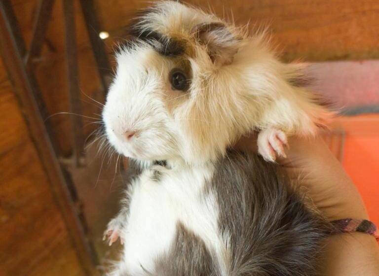 酒店 Complejo Campo Alegre