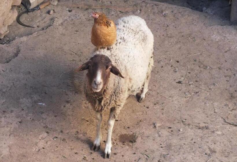 هتل Gite Chez Ali Agouti Maison Berbère
