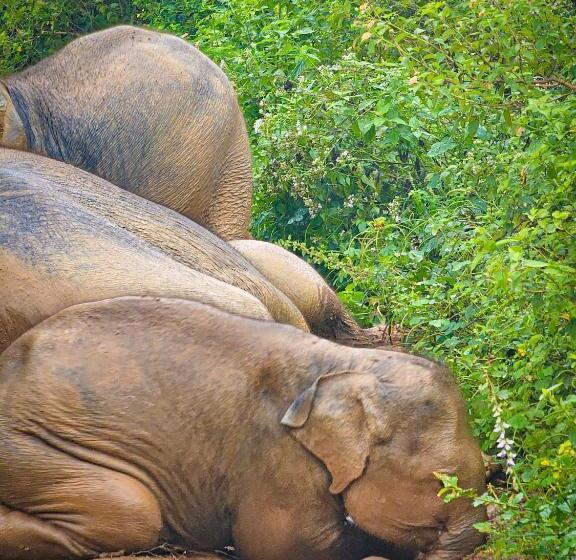 Отель Nice View Bungalow