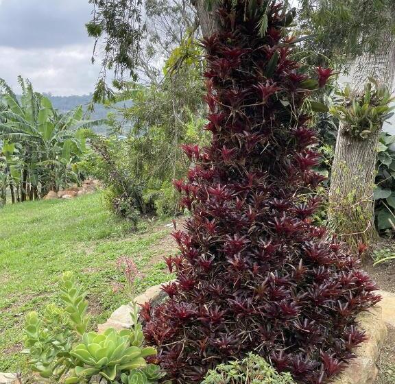 פנסיון Hostal Greenlandomesa