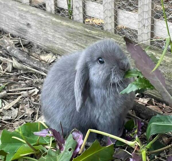 פנסיון Tweed Hinterland Eco Cabin