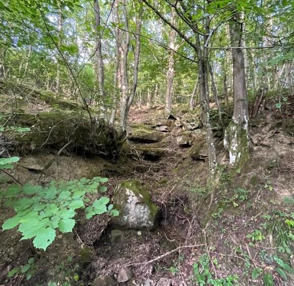 بنسيون Verta House