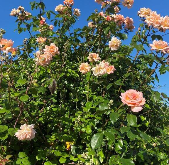 مبيت وإفطار Coastal Living Wild Atlantic Way   Near Strandhill