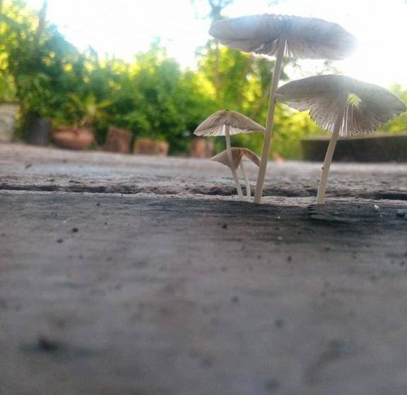 住宿加早餐  Hostel House Casa De Los Pájaro