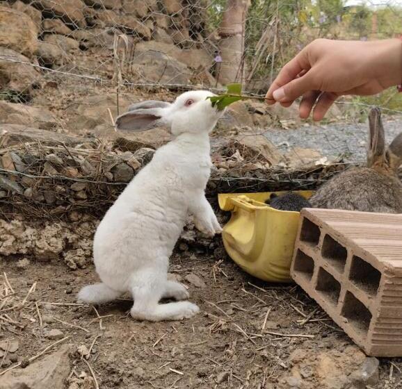 בית מלון כפרי Ecoh Elgranmirador