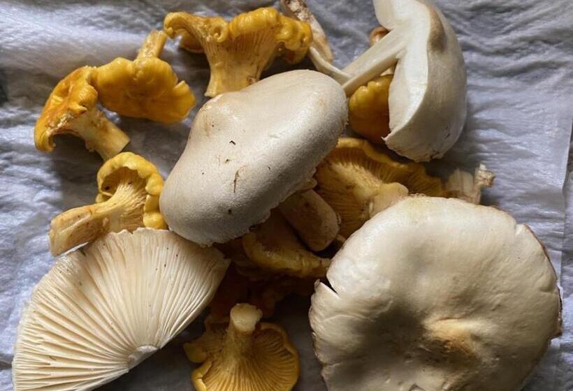 ペンション La Maison Dans La Forêt