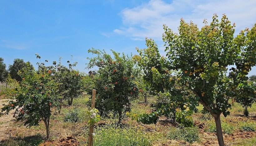 Quinta Da Bornacha   Casa A