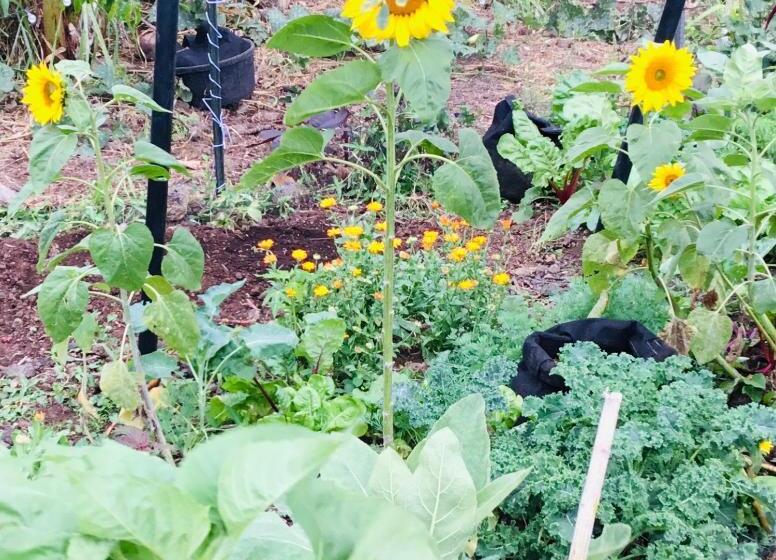 مبيت وإفطار Artsy Cabin On Organic Farm