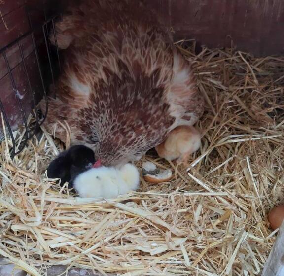 Отель Ferienwohnung Kobelsberg