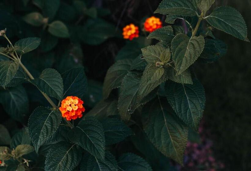 ペンション Gio Leo Guest House