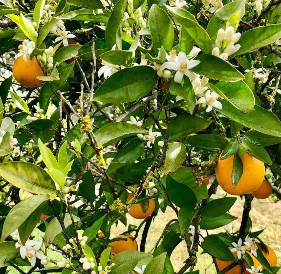 بنسيون Quinta Dos 4 Ventos