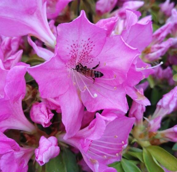 פנסיון Shimanami Osayo No Yado Vacation Stay 16166